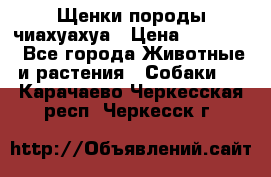 Щенки породы чиахуахуа › Цена ­ 12 000 - Все города Животные и растения » Собаки   . Карачаево-Черкесская респ.,Черкесск г.